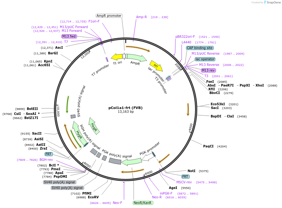 63575-plasmid-map-sequence-id-105719