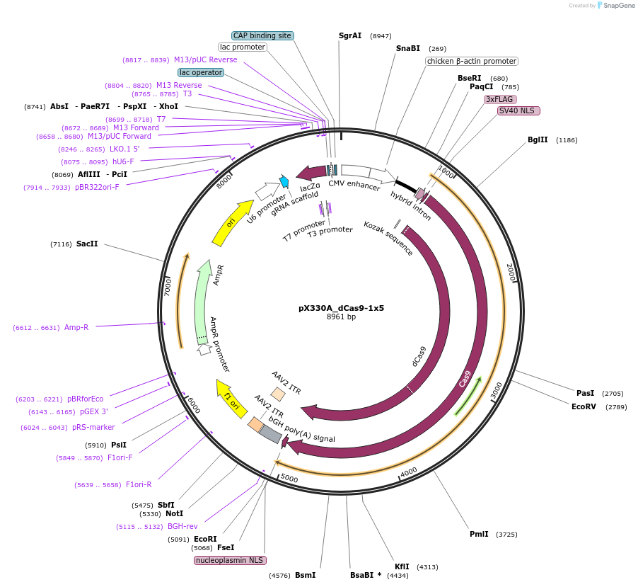 63599-plasmid-map-sequence-id-105770