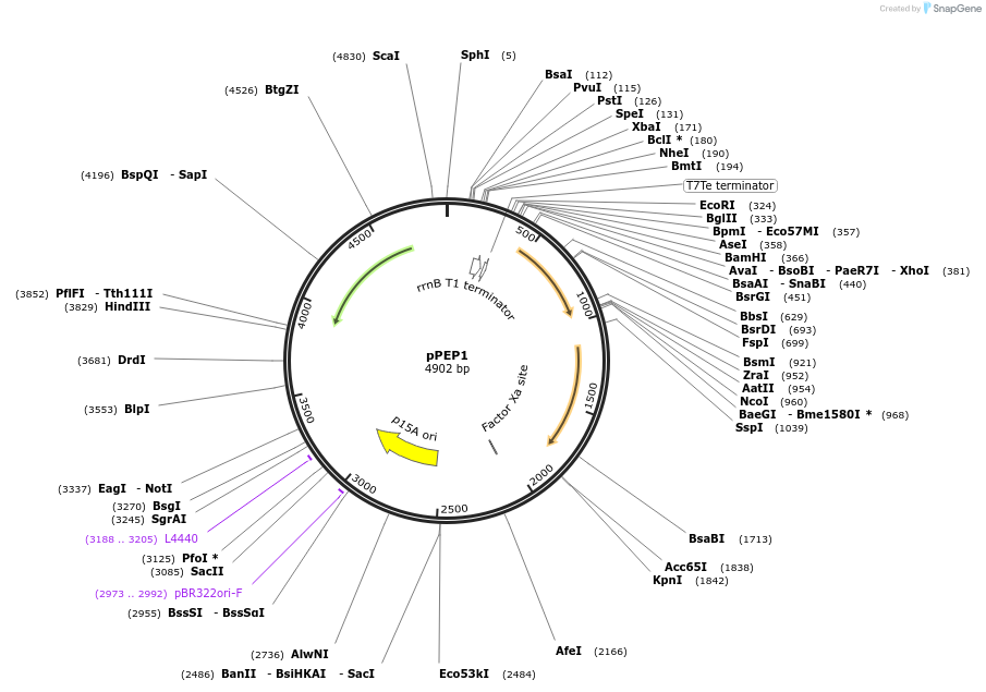 61046-plasmid-map-sequence-id-105853