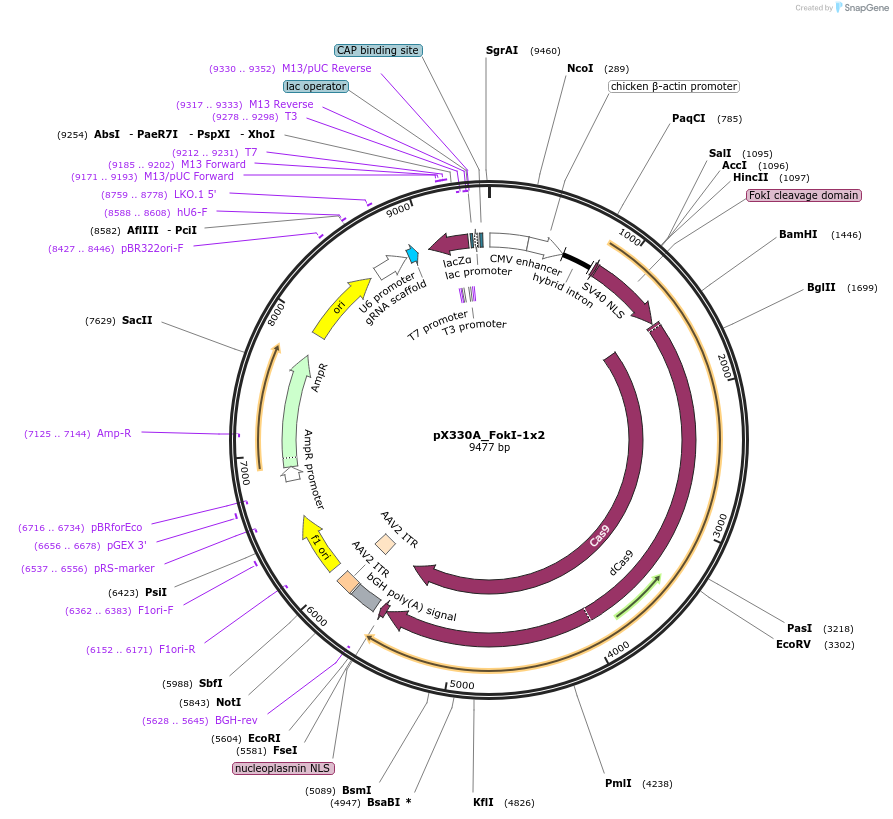 63602-plasmid-map-sequence-id-105856