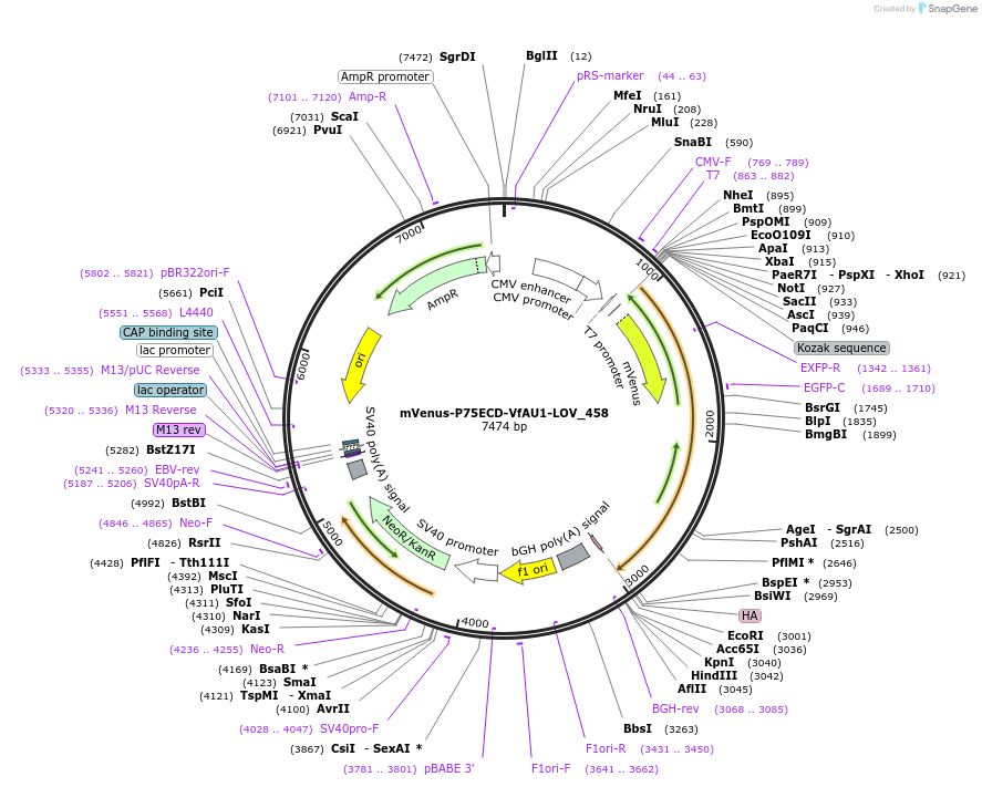 63634-plasmid-map-sequence-id-105955