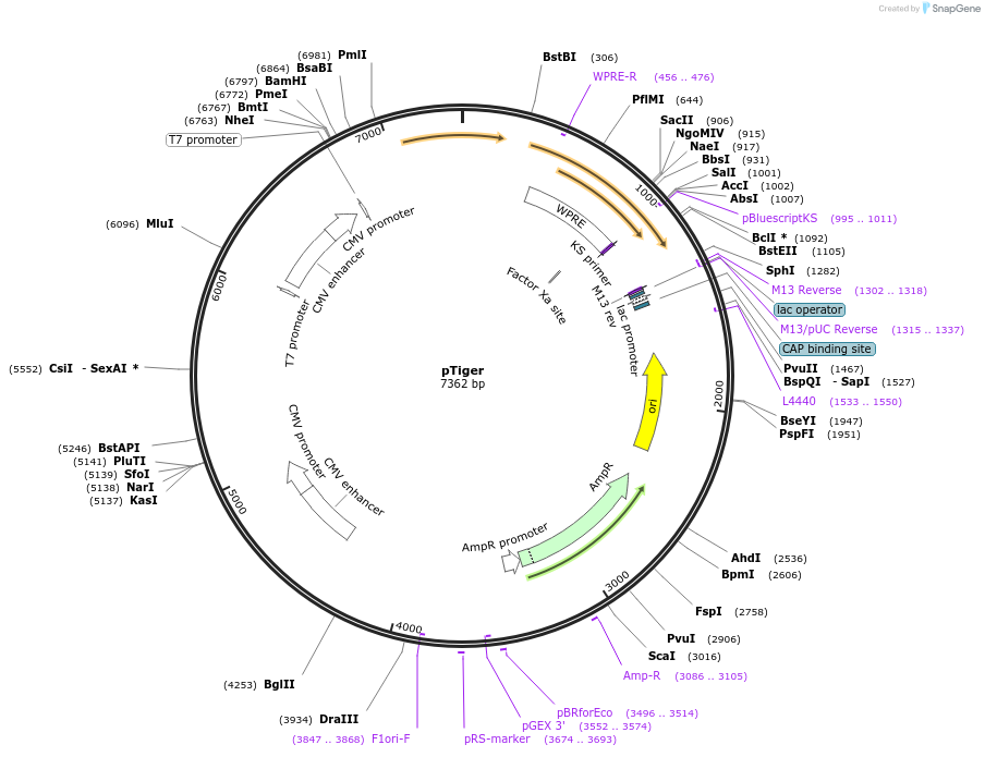 1728-plasmid-map-sequence-id-105963