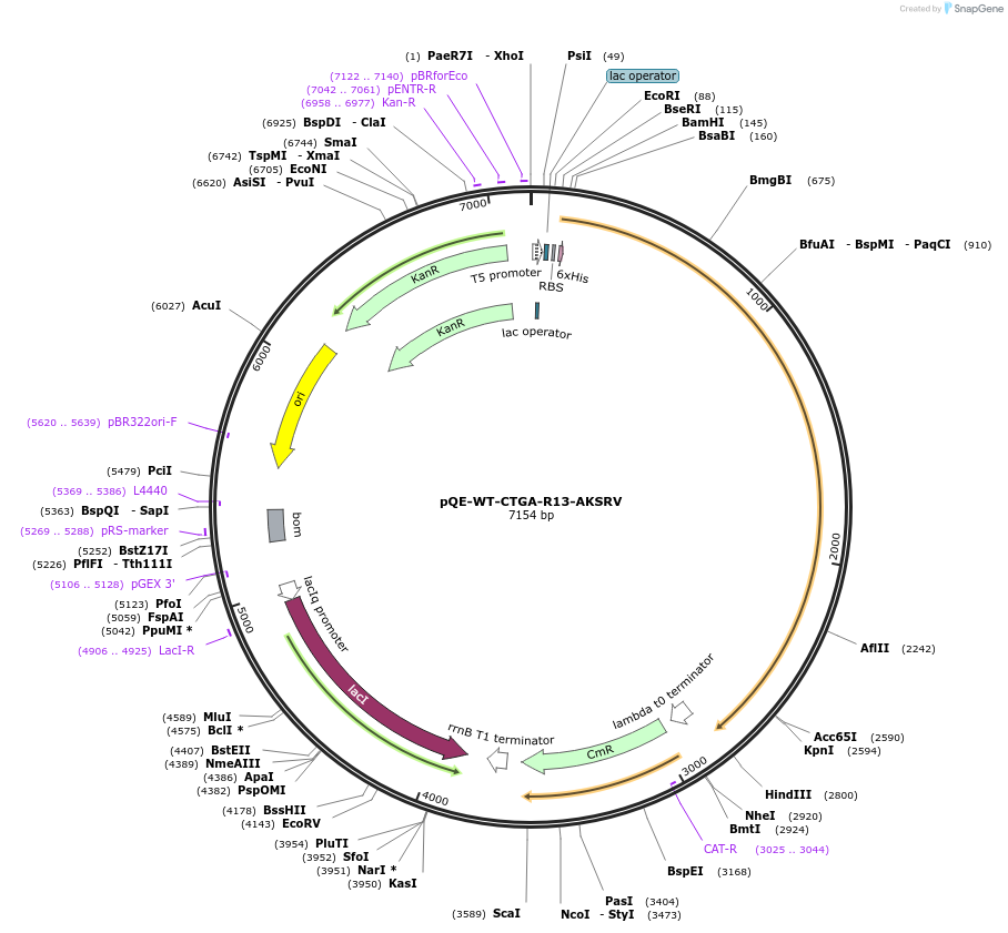 63622-plasmid-map-sequence-id-105987