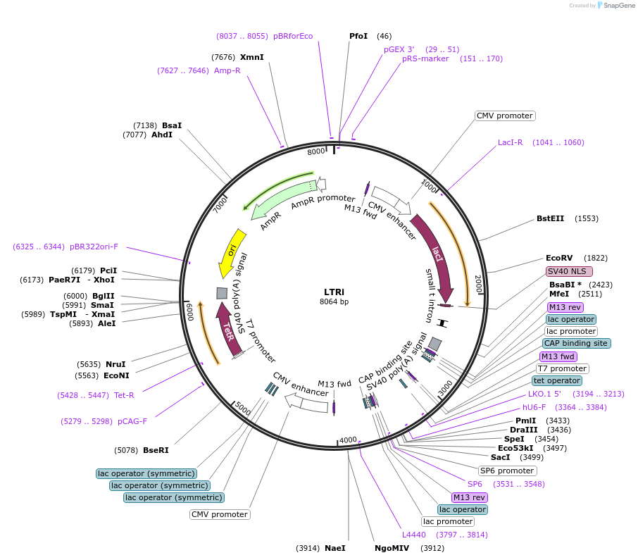 15913-plasmid-map-sequence-id-105994