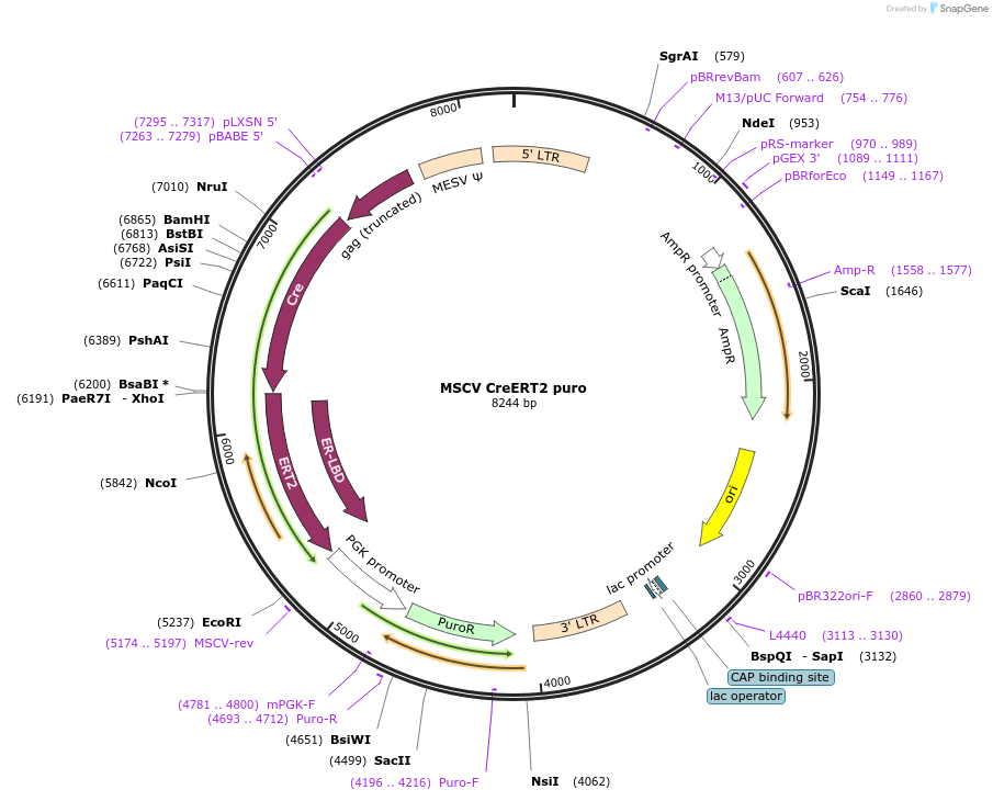 22776-plasmid-map-sequence-id-105999
