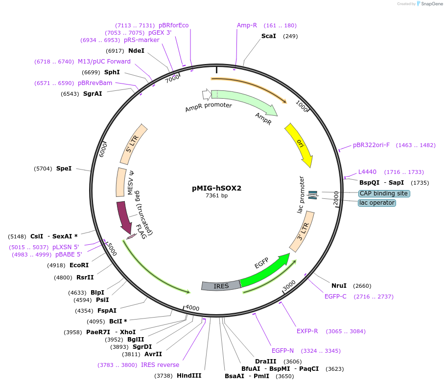17226-plasmid-map-sequence-id-106000