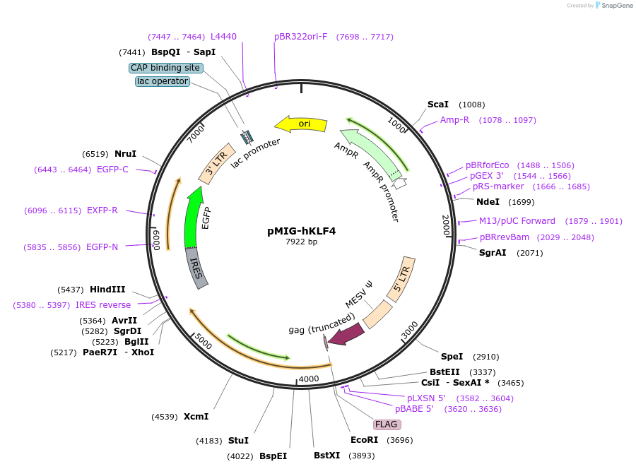 17227-plasmid-map-sequence-id-106008