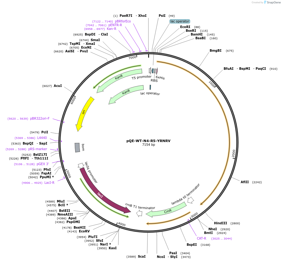63625-plasmid-map-sequence-id-106014