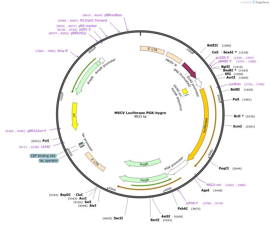 18782-plasmid-map-sequence-id-106035