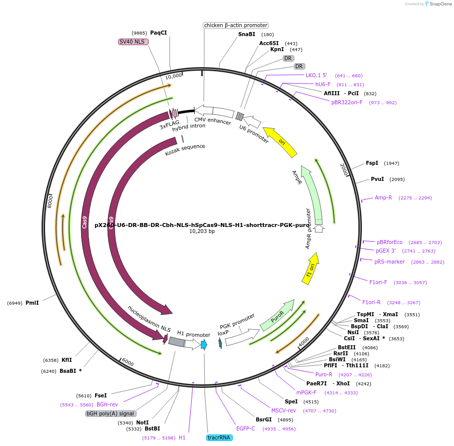 42229-plasmid-map-sequence-id-106037