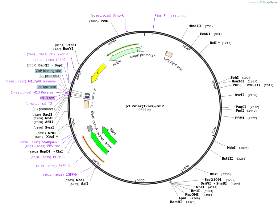 63695-plasmid-map-sequence-id-106194