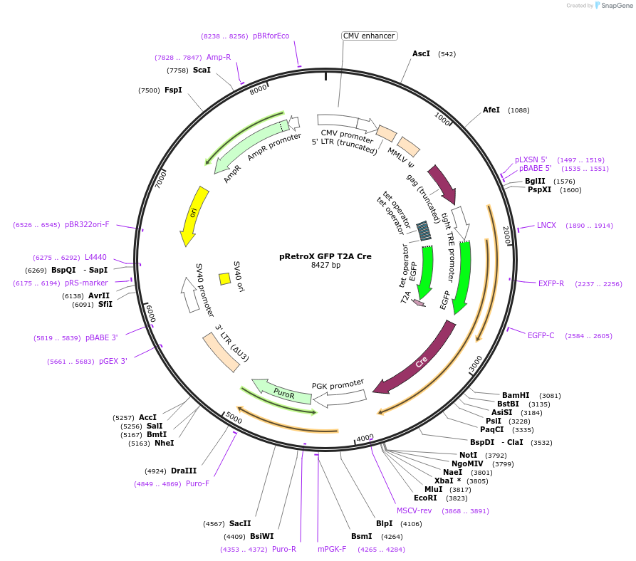 63704-plasmid-map-sequence-id-106214
