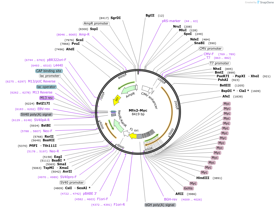23213-plasmid-map-sequence-id-10630