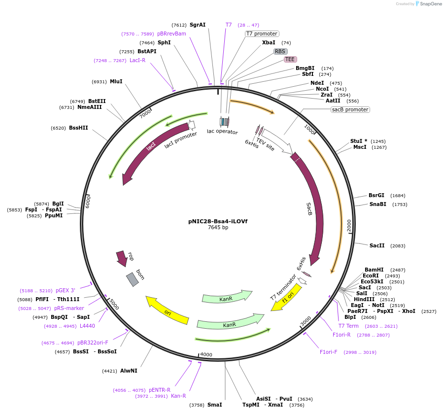63722-plasmid-map-sequence-id-106345