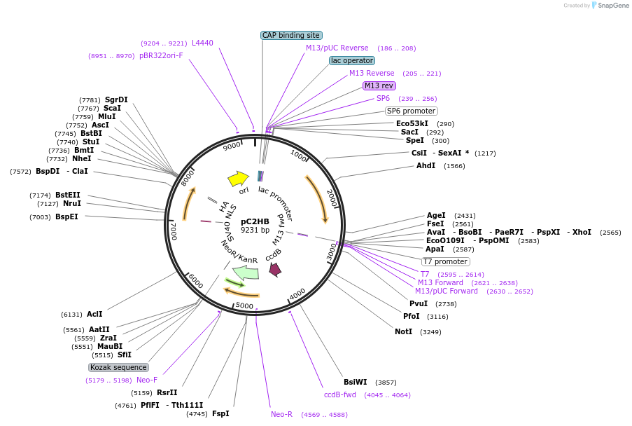 63734-plasmid-map-sequence-id-106350