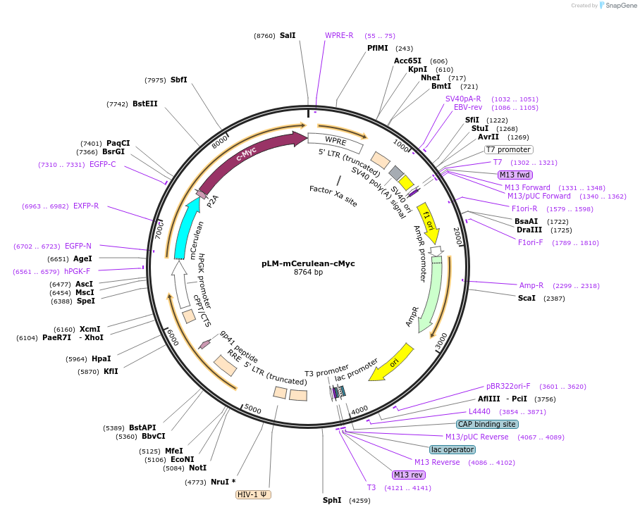23244-plasmid-map-sequence-id-10638