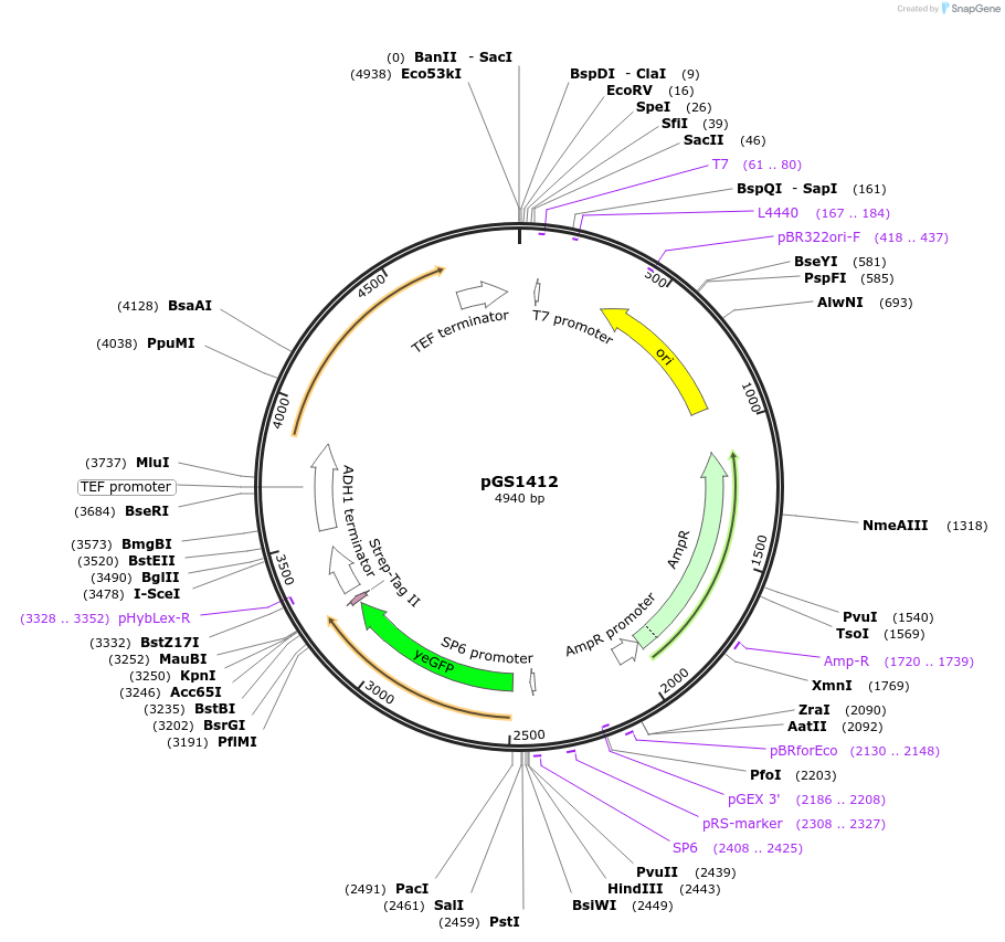 63787-plasmid-map-sequence-id-106472