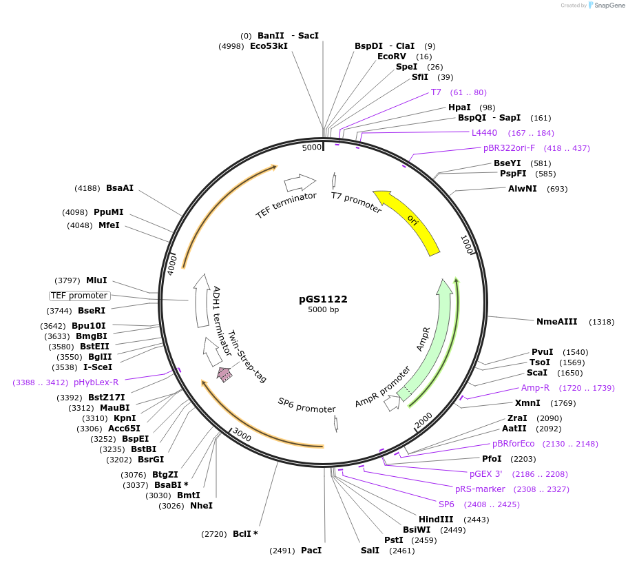 63790-plasmid-map-sequence-id-106477