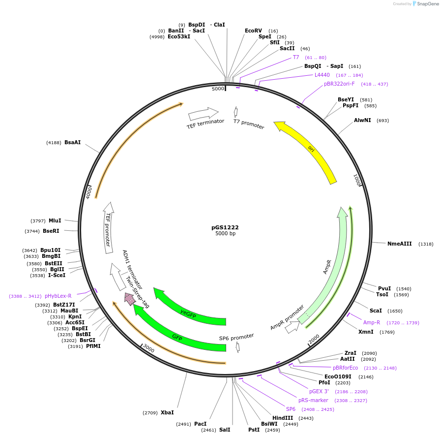 63791-plasmid-map-sequence-id-106478