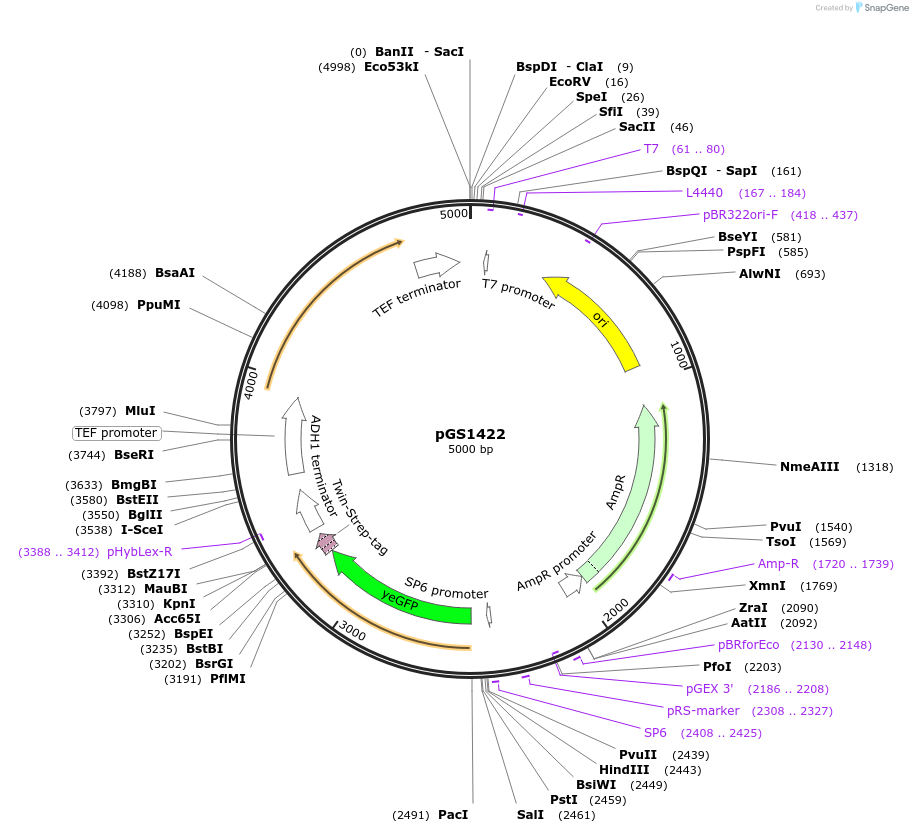 63793-plasmid-map-sequence-id-106479