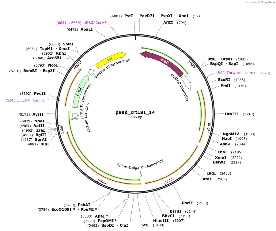 63804-plasmid-map-sequence-id-106537
