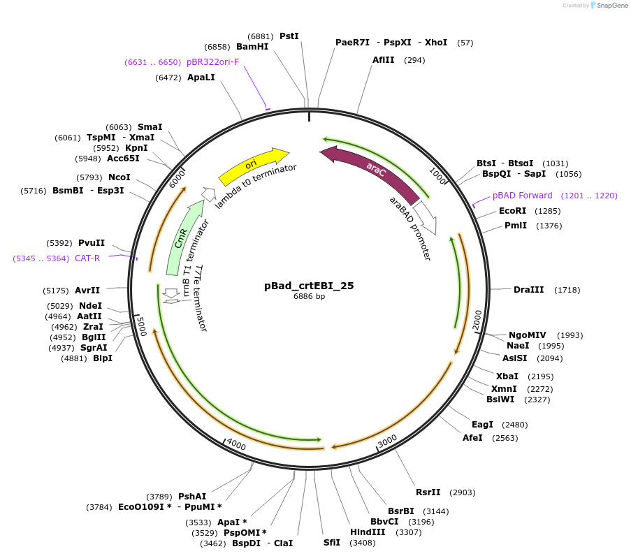 63805-plasmid-map-sequence-id-106538