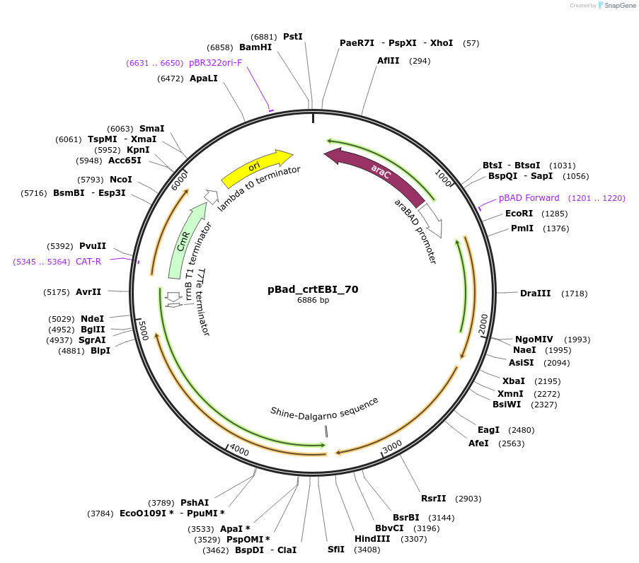63810-plasmid-map-sequence-id-106543