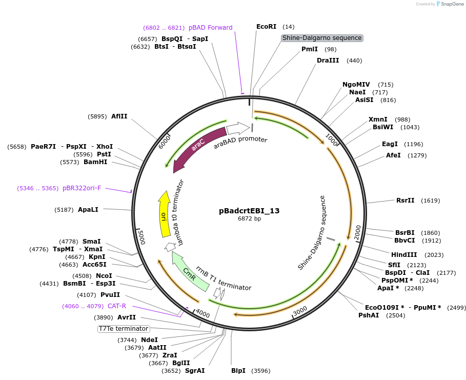63811-plasmid-map-sequence-id-106544