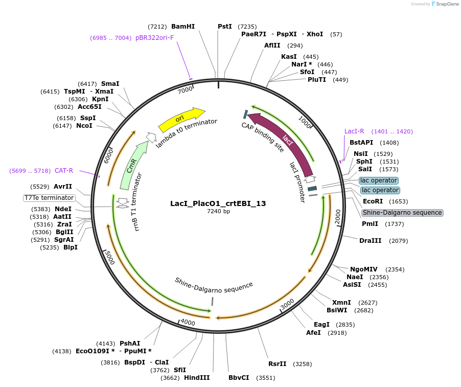 63812-plasmid-map-sequence-id-106545