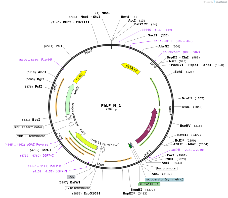 63813-plasmid-map-sequence-id-106546