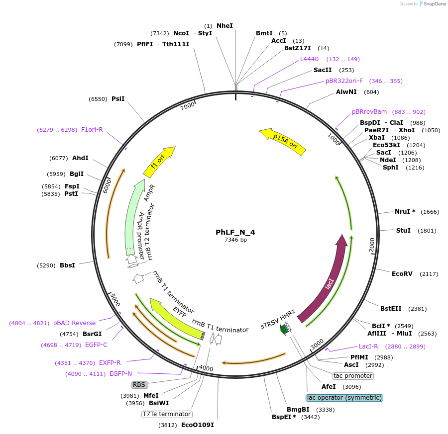 63815-plasmid-map-sequence-id-106548