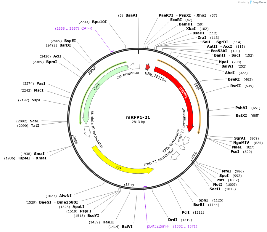 63821-plasmid-map-sequence-id-106554