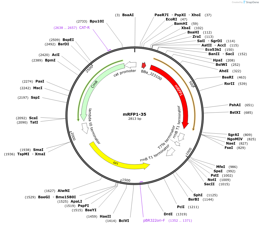 63824-plasmid-map-sequence-id-106557