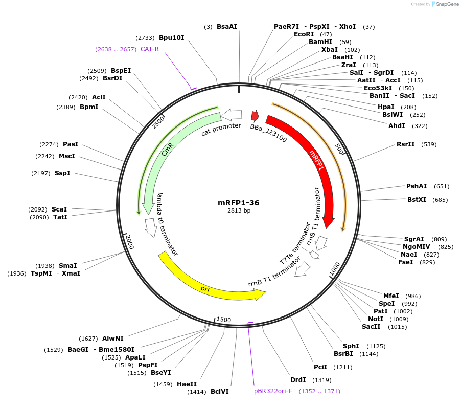 63825-plasmid-map-sequence-id-106558