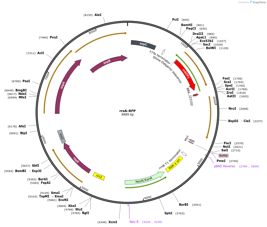 63837-plasmid-map-sequence-id-106560