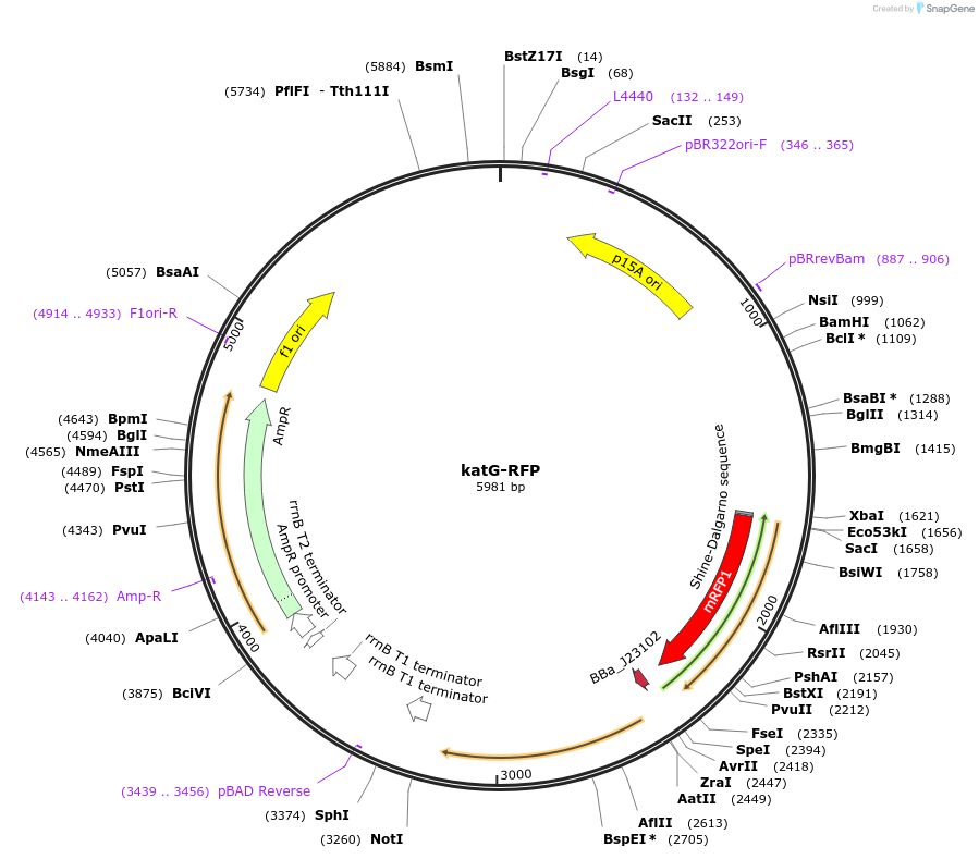 63844-plasmid-map-sequence-id-106567