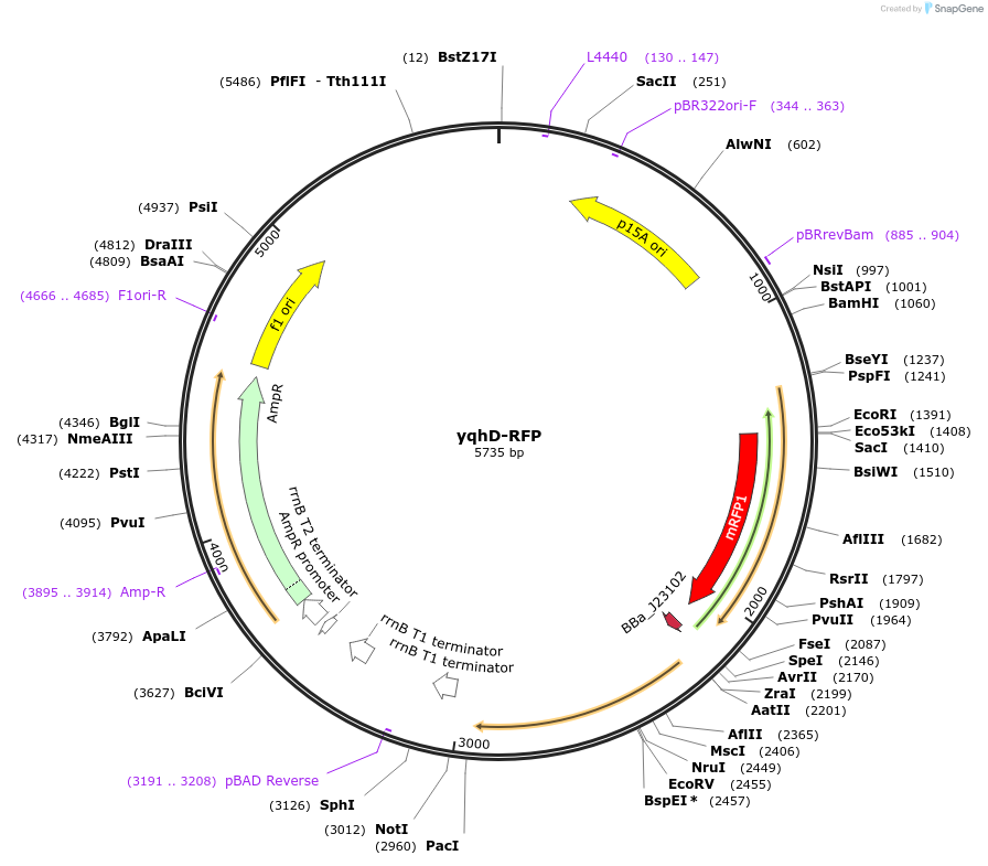 63845-plasmid-map-sequence-id-106568