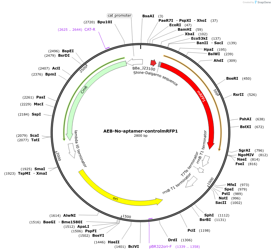 63848-plasmid-map-sequence-id-106571
