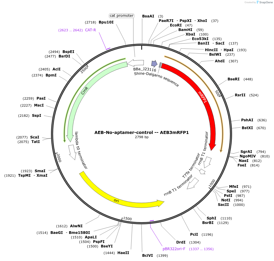 63851-plasmid-map-sequence-id-106574