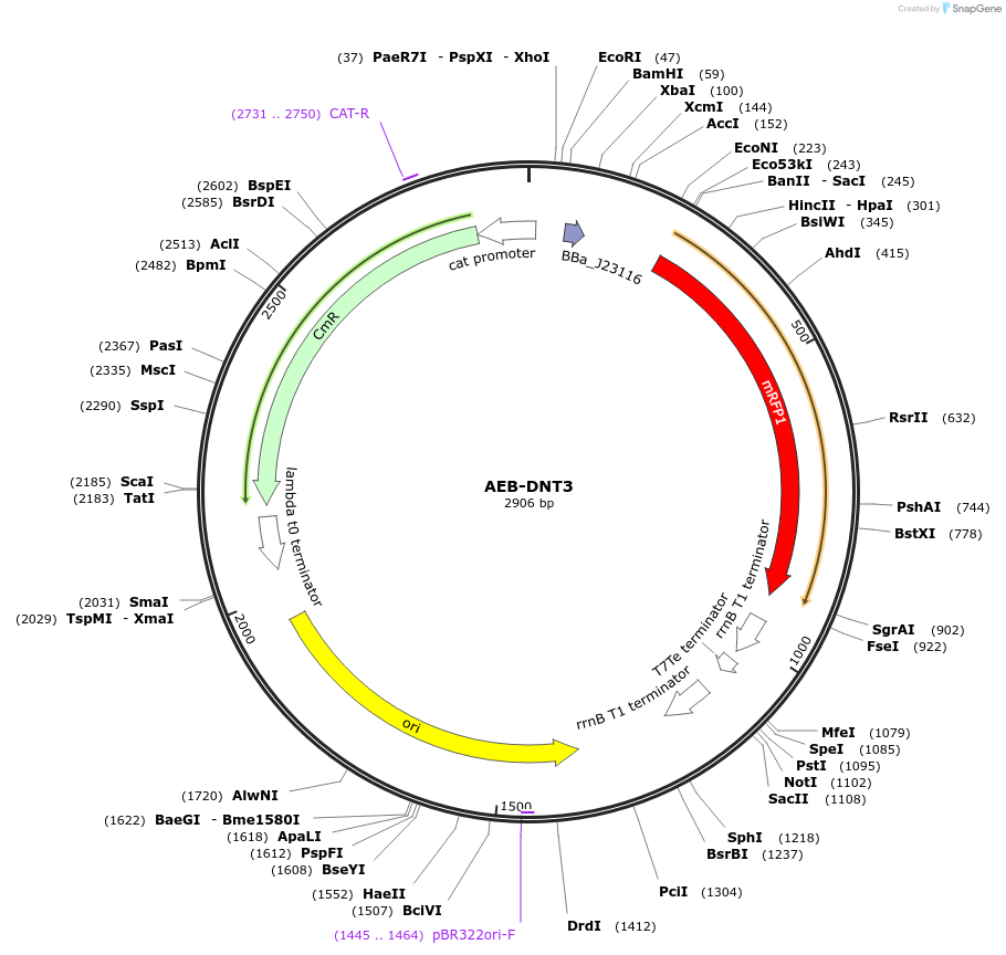 63852-plasmid-map-sequence-id-106575