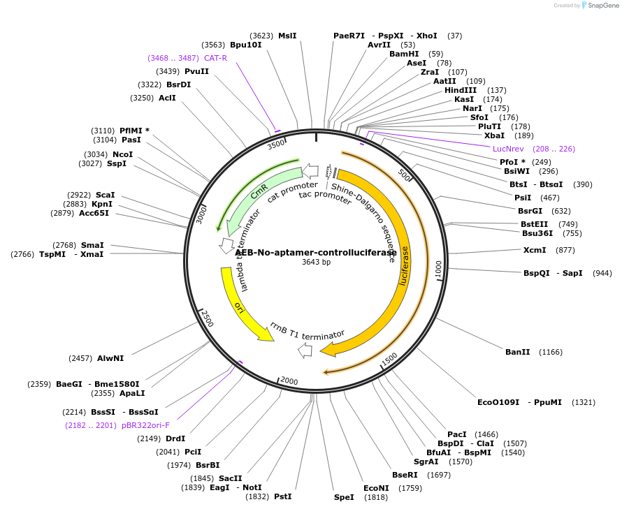 63853-plasmid-map-sequence-id-106576