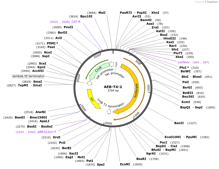 63855-plasmid-map-sequence-id-106578