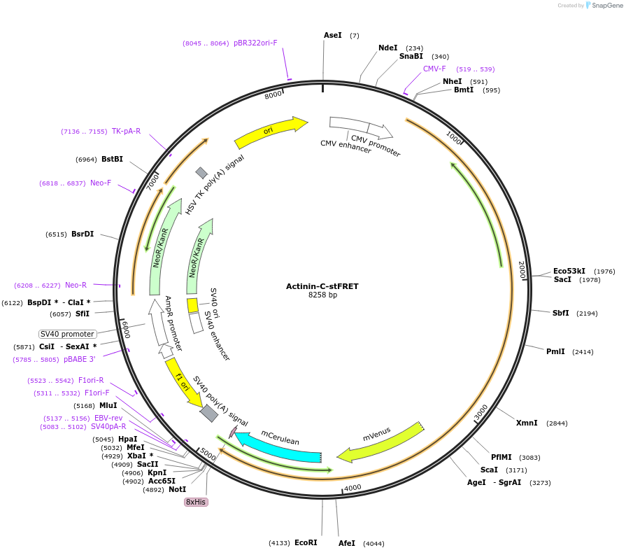 61104-plasmid-map-sequence-id-106590