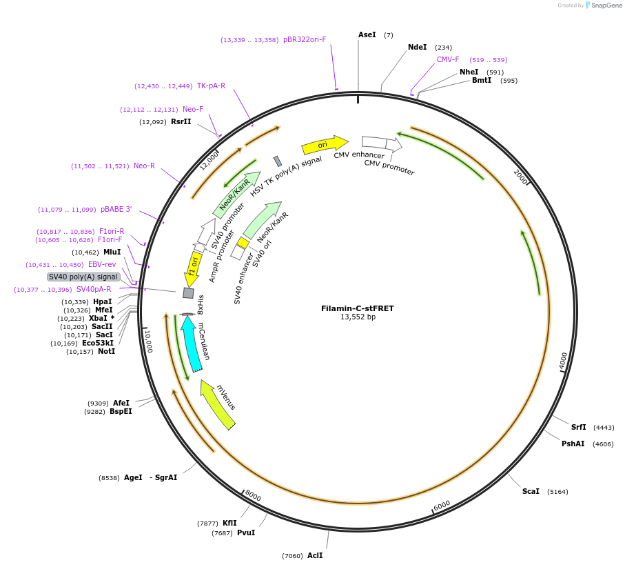 61107-plasmid-map-sequence-id-106600