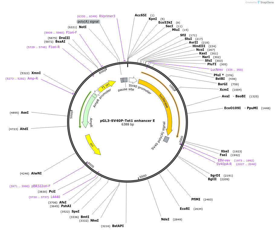63880-plasmid-map-sequence-id-106624