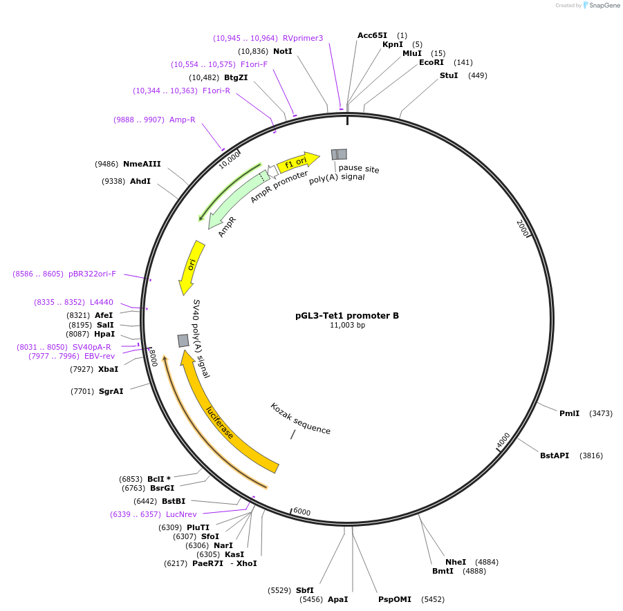 63882-plasmid-map-sequence-id-106630