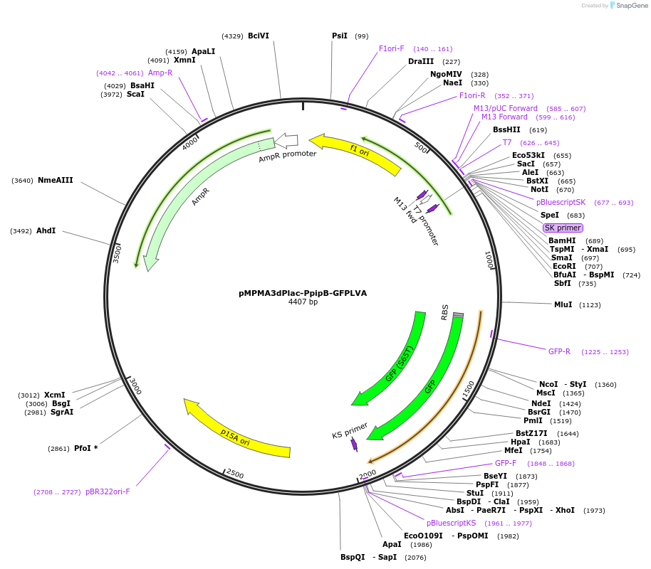 23344-plasmid-map-sequence-id-10665