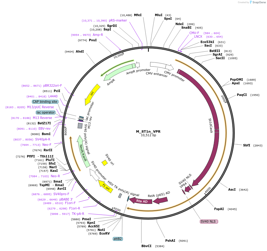 63799-plasmid-map-sequence-id-106659
