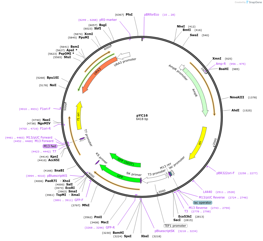 63913-plasmid-map-sequence-id-106674