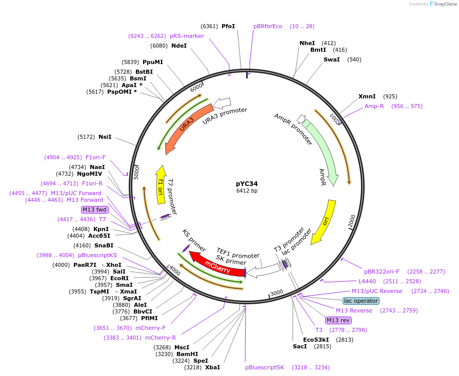 63915-plasmid-map-sequence-id-106676